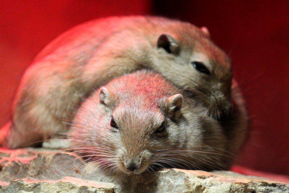 Animal world friendship animal portrait