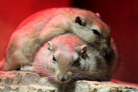 Animal world friendship animal portrait