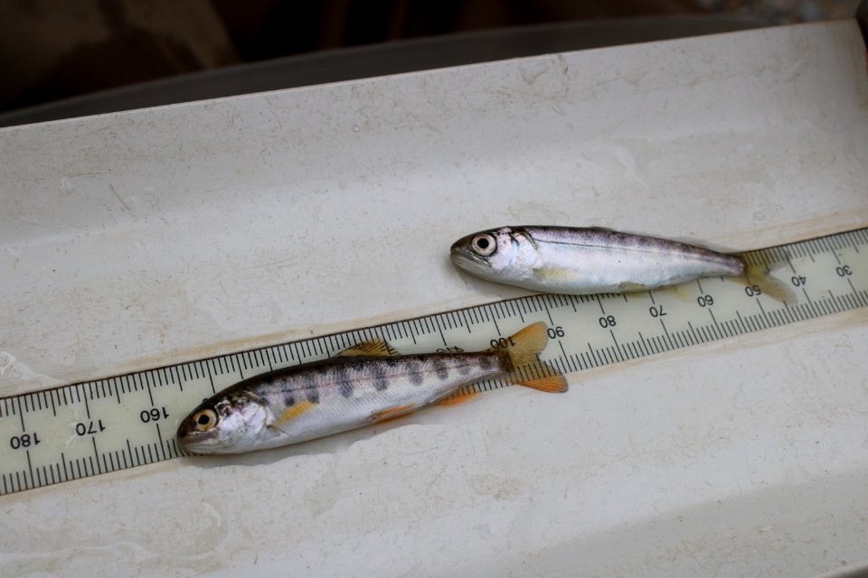 Juvenile Chinook salmon being measured