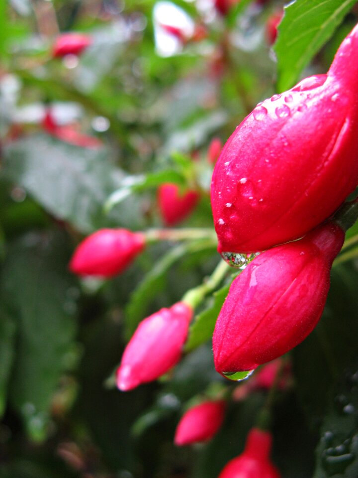 Pink dewdrop drop of water