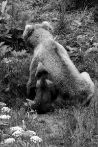 Sow and cub of the year