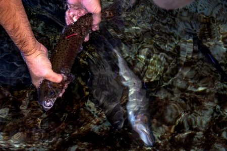 Placing Lahontan cutthroat trout back in water after tagging photo