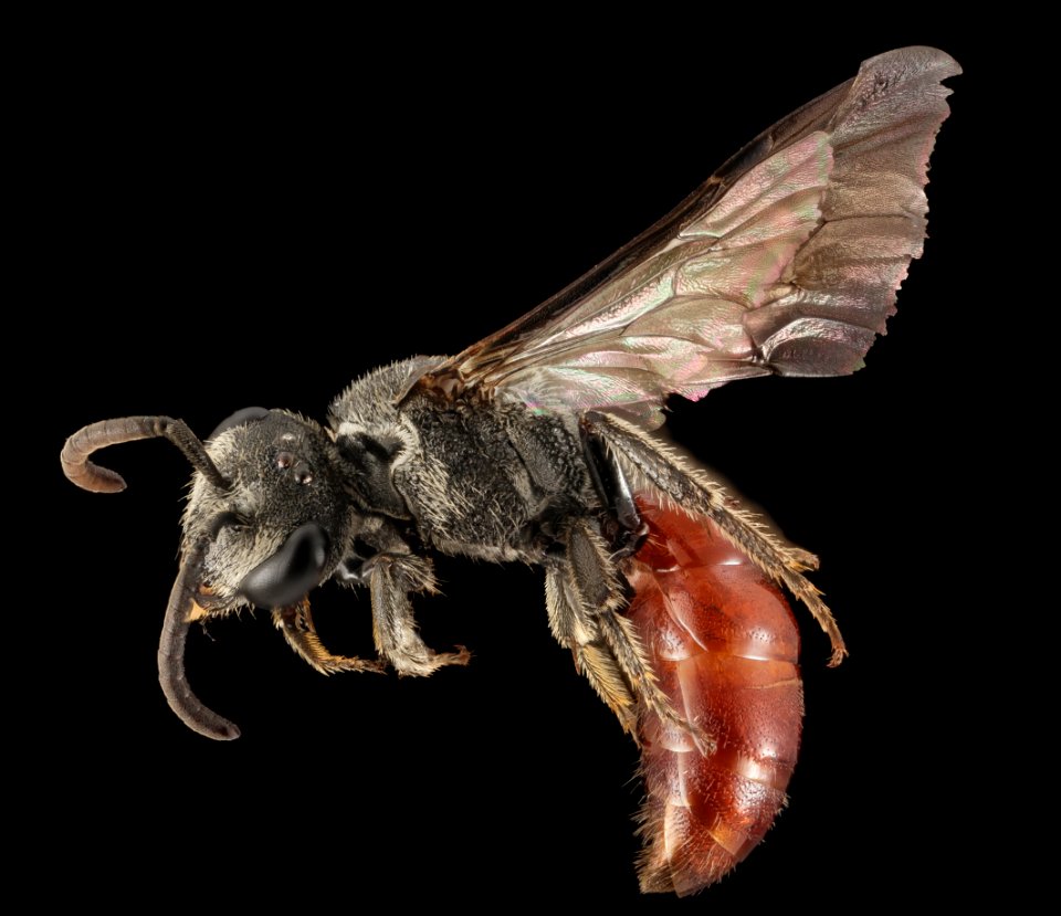 Sphecodes ranunculi, F, Side, NY, Vipers Boscoss Roadside 2014-08-22-19.36