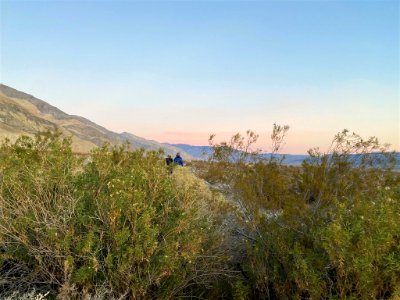 Monitoring monarchs in Saline Valley