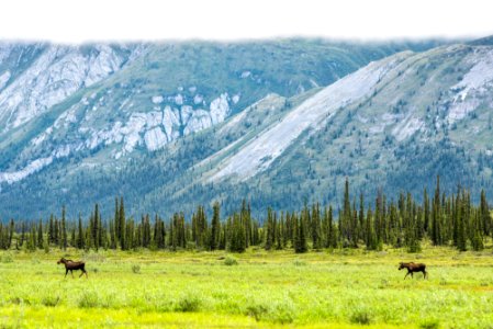 Moose cross the tundra photo