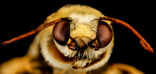 Svastra petulca, M, face, North Carolina, Wake County 2013-03-20-15.19.05 ZS PMax