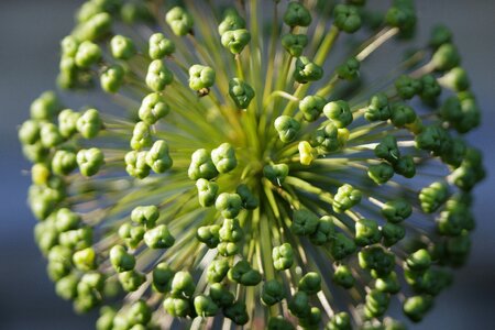 Plant botany green onion