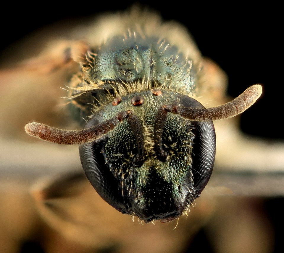 Lasioglossum georgeckworti, F, Face, NY, Queens 2014-04-22-14.24.47 ZS PMax