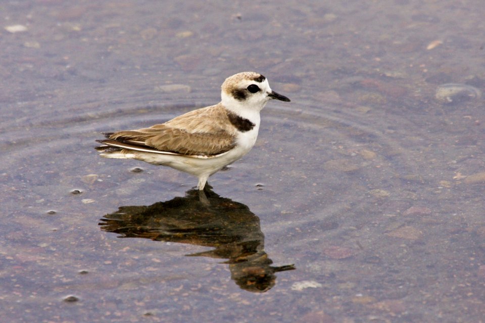 Western snowy plover (Charadrius alexandrinus nivosus)