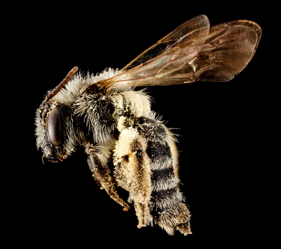 Andrena specularia, F, Side, ND, Stutsman County 2014-11-01-19.52