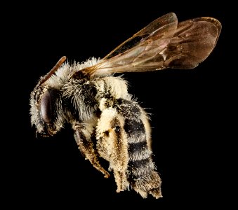 Andrena specularia, F, Side, ND, Stutsman County 2014-11-01-19.52