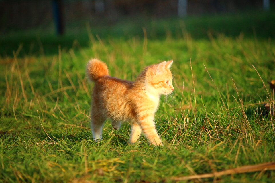 Young cat red cat domestic cat photo