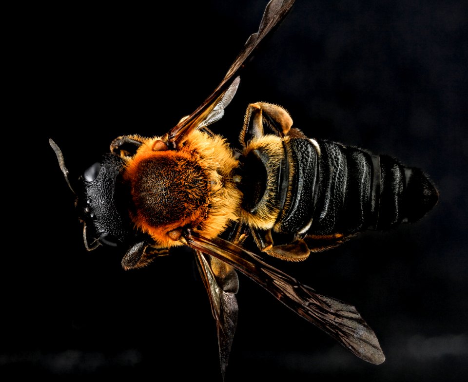 Megachile sculpturalis, female, back 2012-07-12-17.20