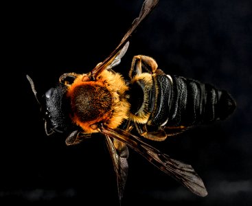 Megachile sculpturalis, female, back 2012-07-12-17.20 photo