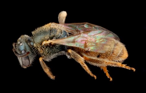 Lasioglossum nymphale, side 2012-07-31-17.30.41 ZS PMax