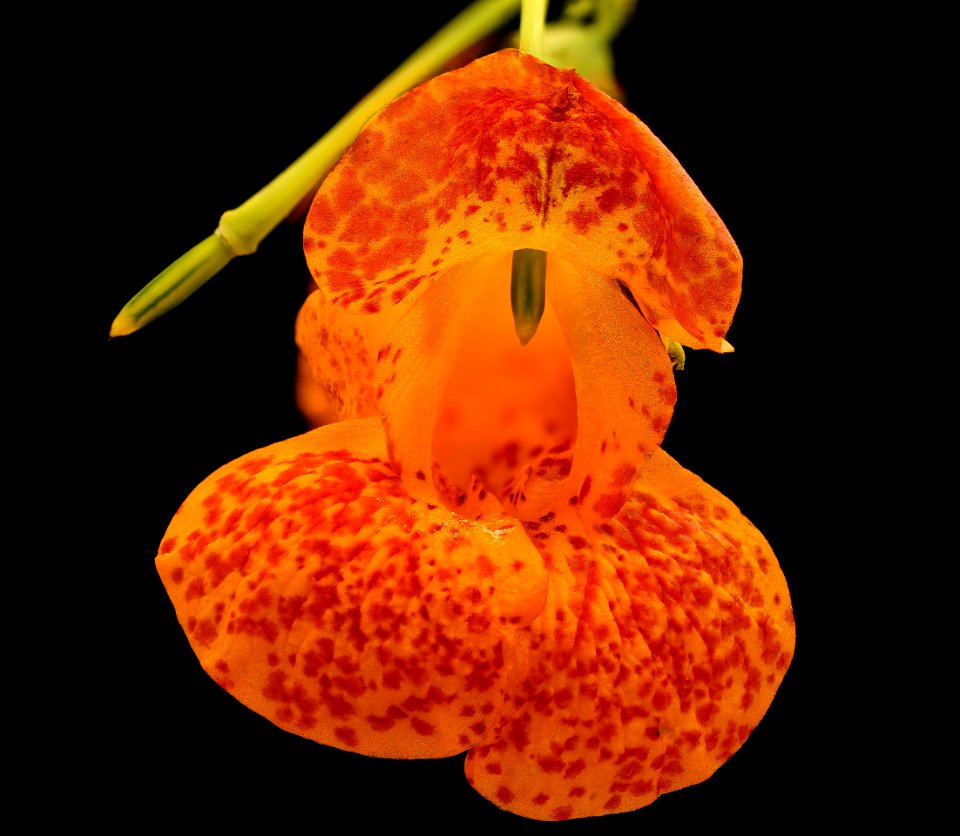 Impatiens capensis 3, Jewelweed, Howard County, MD, Helen Lowe Metzman 2017-09-28-17.43
