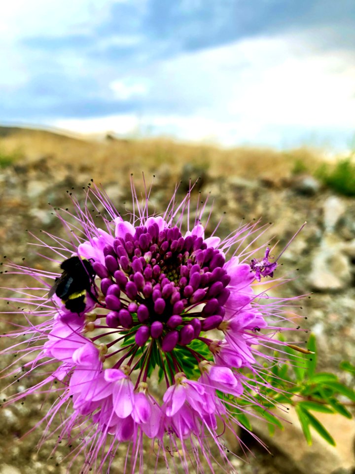 Rocky Mountain beeplant
