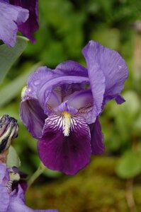 Iris violet nature