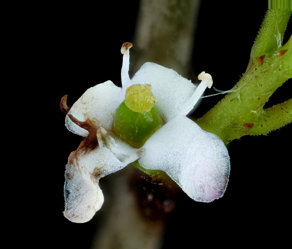 Ilex vomitoria, Yaupon Holly, pistillate flowers, Green Farmacy Garden, Fulton, Md, Helen Lowe Metzman 2019-10-23-17.20.38 ZS PMax UDR