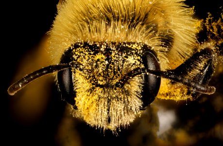 Andrena hirticincta , f, face, Maine, Du Clos 2015-12-01-11.24 photo