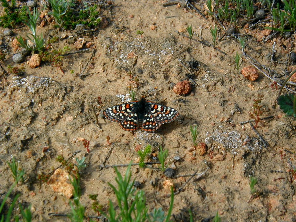 Quino Checkerspot Butterfly