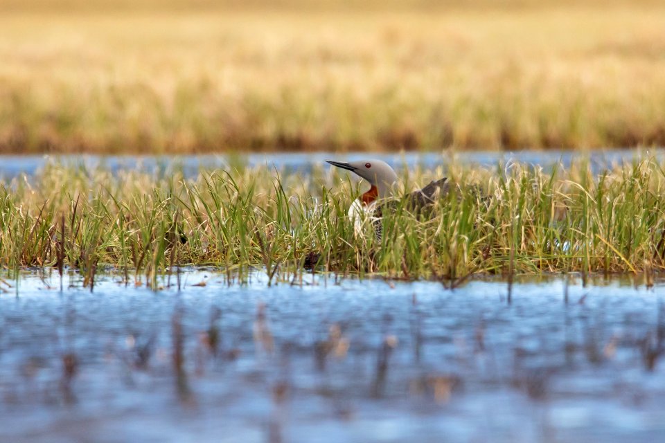 Red-throated loon on the nest - Arctic Bird Fest 2019