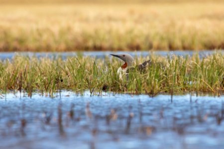 Red-throated loon on the nest - Arctic Bird Fest 2019