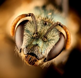 Chile species 8, f, face, Chile 2018-07-16-11.23