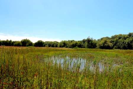 Grassland habitat on Watsonville Slough Farm.