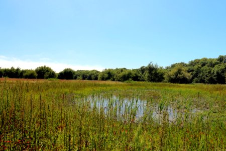 Grassland habitat on Watsonville Slough Farm. photo