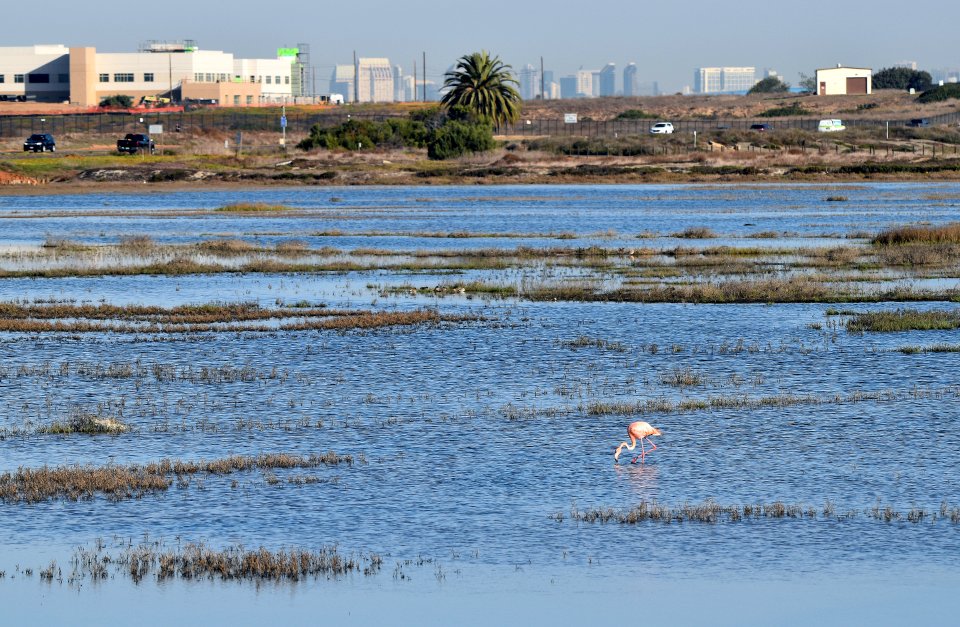 Flamingo with silver strand