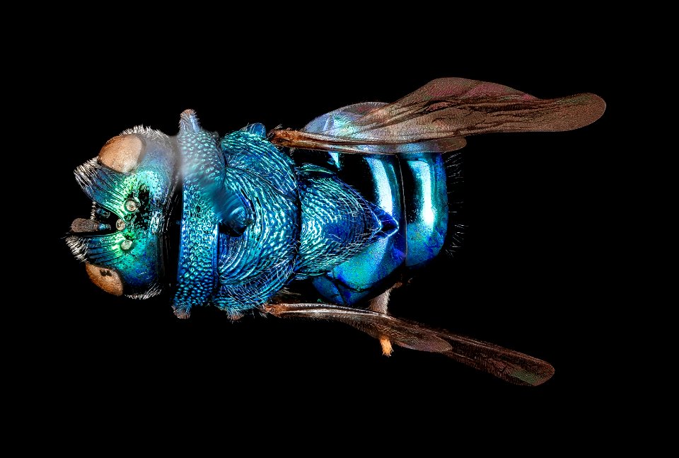 Perilampid species, u, back, Talbot Co. MD 2019-10-24-16.53.42 ZS PMax UDR