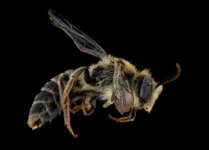 Andrena rehni, m, right, Prince George's Co. Maryland 2019-12-16-20.30.28 ZS PMax UDR photo