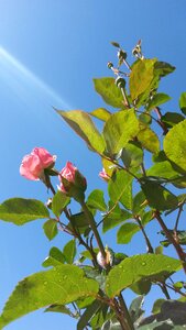 Rose blossoms garden sunlight