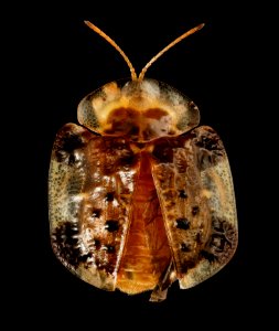 tortoise beetle horse nettle, talbot, md, back 2015-05-17-17.02.39 ZS PMax photo