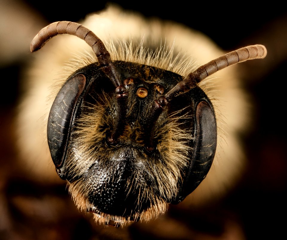 Andrena vicina, f, face, Hardy Co., WV 2017-03-08-12.16