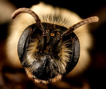 Andrena vicina, f, face, Hardy Co., WV 2017-03-08-12.16