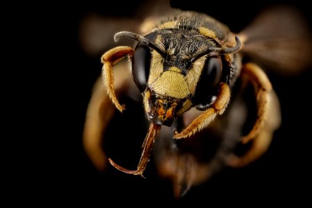 Dianthidium curvatum, m, GA, baker, face 2015-01-08-09.40.49 ZS PMax photo