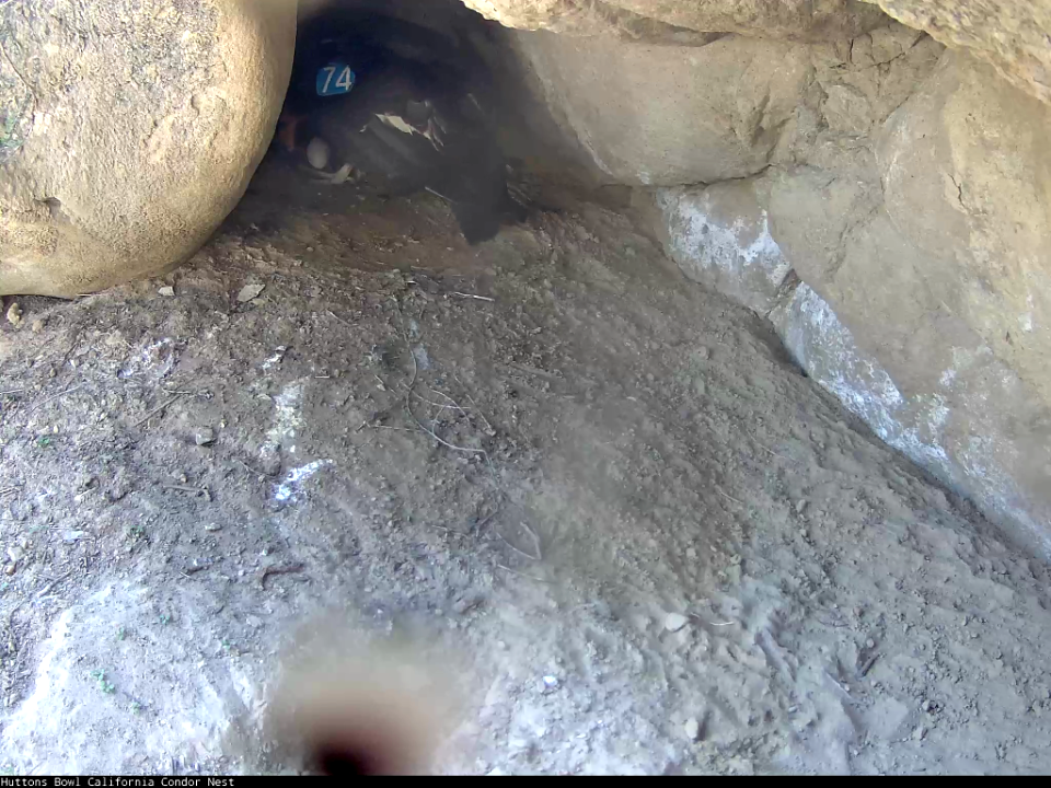 California condor with egg