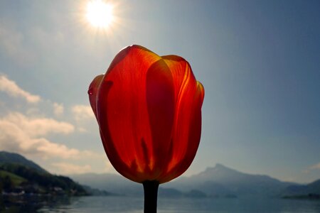 Spring alpine blossom