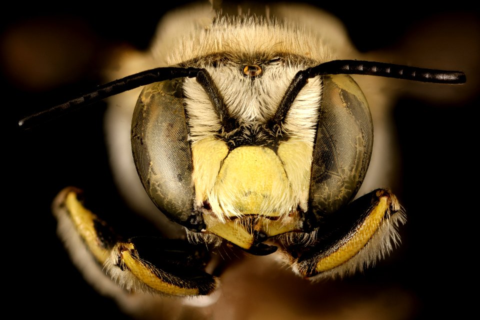 Anthidium porterae, m, face, Hidalgo Co. NM 2016-06-27-11.35