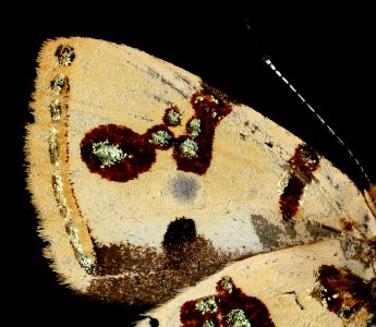 Anteros formosus, m, peru, Cosnipata Valley, brain harris 2016-02-23-09.45
