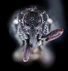 Plague doctor beetle, face 2020-08-18-17.21.41 ZS PMax UDR photo