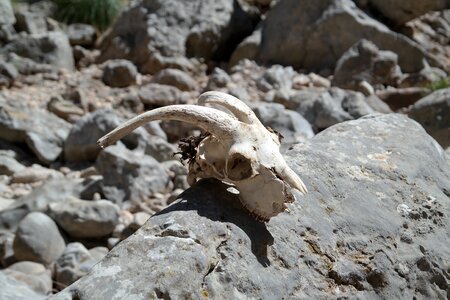 Dead death skull bone photo