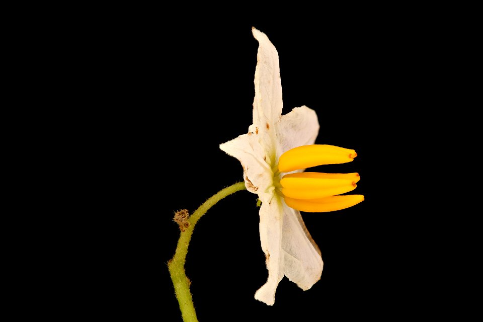 Solanum carolinense 2, Horse-nettle, Howard County, Md, Helen Lowe Metzman 2019-03-22-14.26.27 ZS PMax UDR