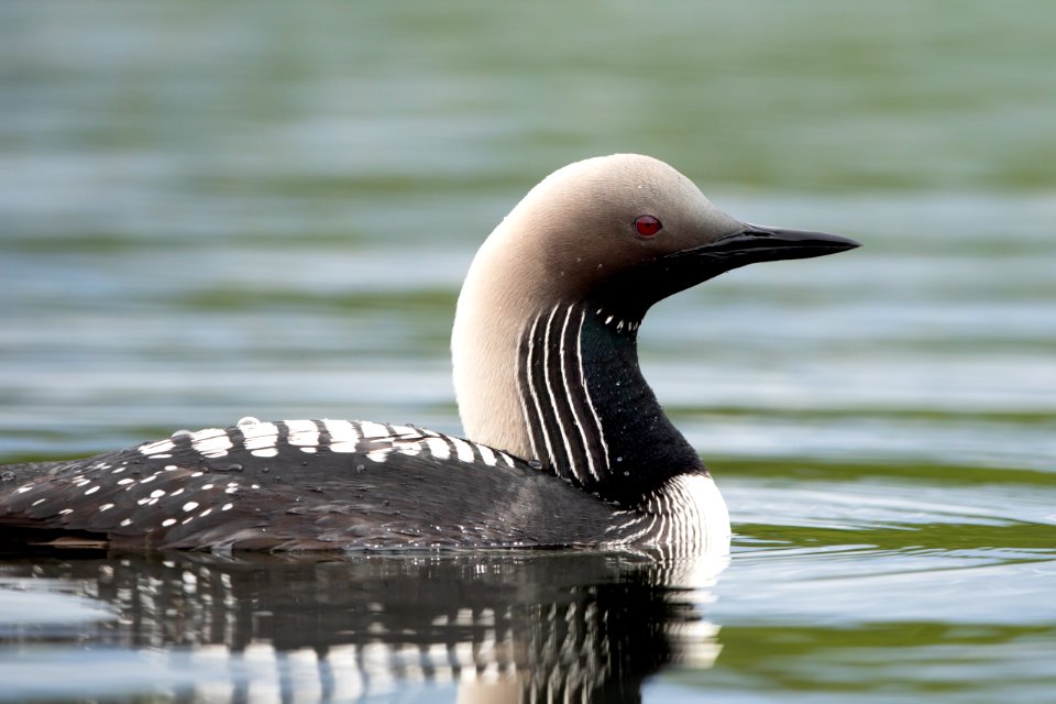 Pacific loon