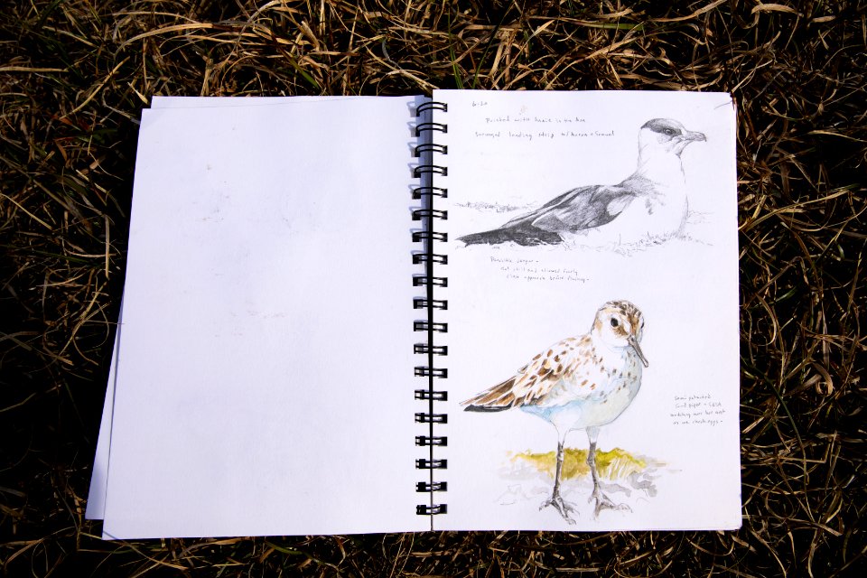 Arctic Bird Fest 2019