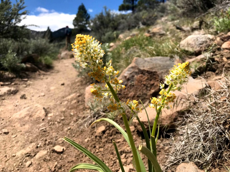 Death Camas (Toxicoscordion paniculatum) on hiking trail in Nevada