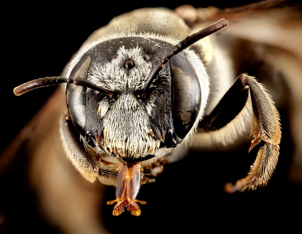 Phenocolletes , f, australia, face 2014-10-11-19.59.10 ZS PMax