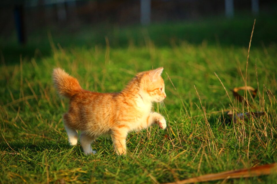 Young cat red cat domestic cat